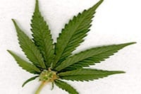 Pot campaign bashed for appeal