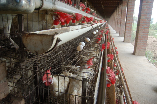 Farmers: Animal Welfare Ballot Initiative Would Mean Higher Food Prices