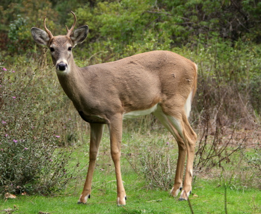 State deer hunt begins in Blue Hills