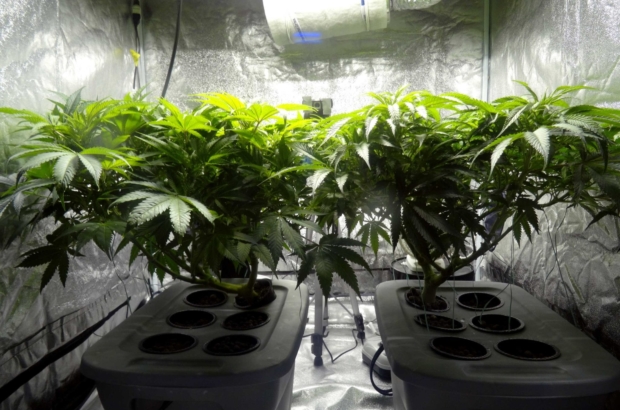 Medical pot dispensaries can cash in with ballot question