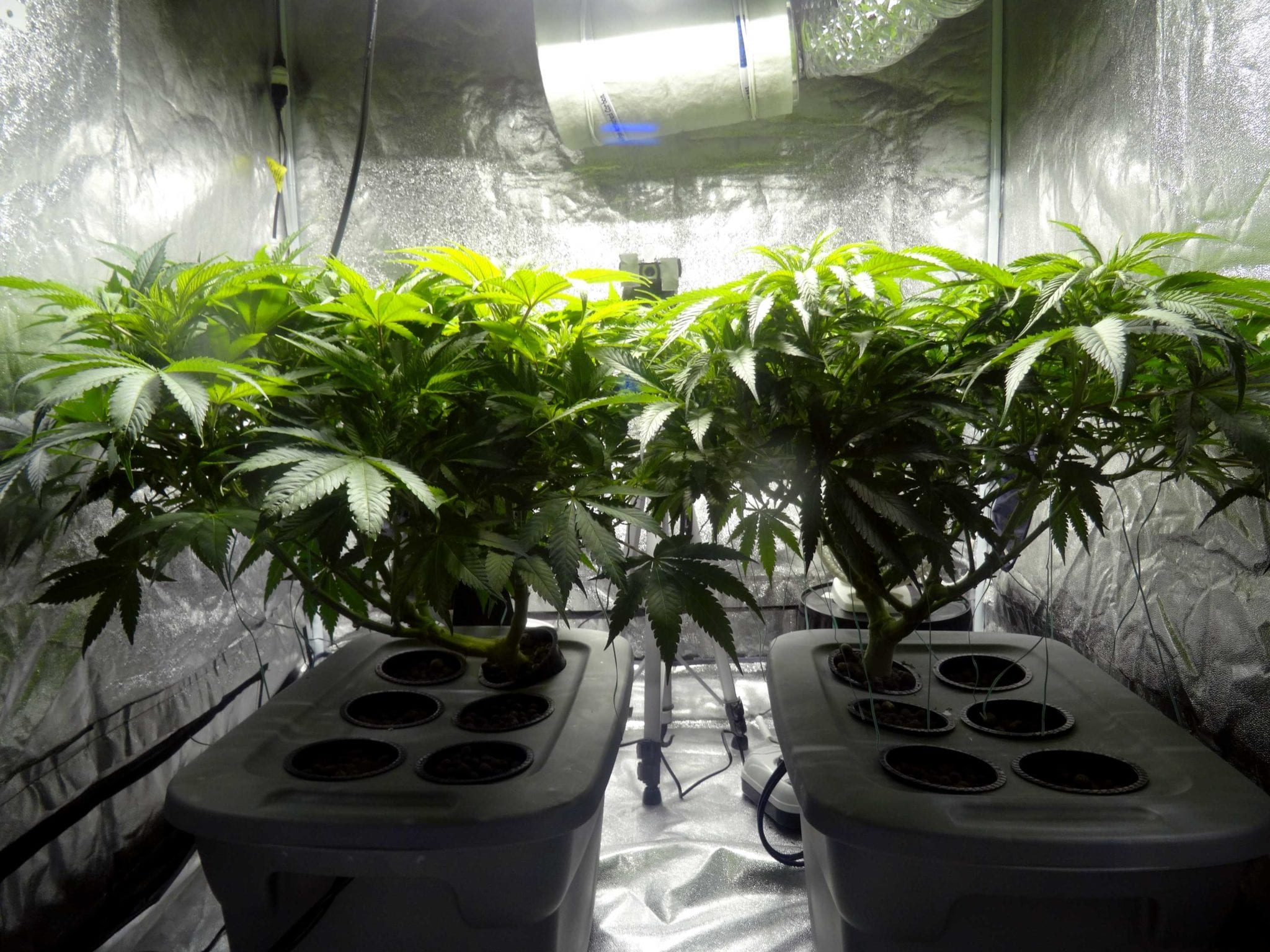 Pot board mandates medical set-aside