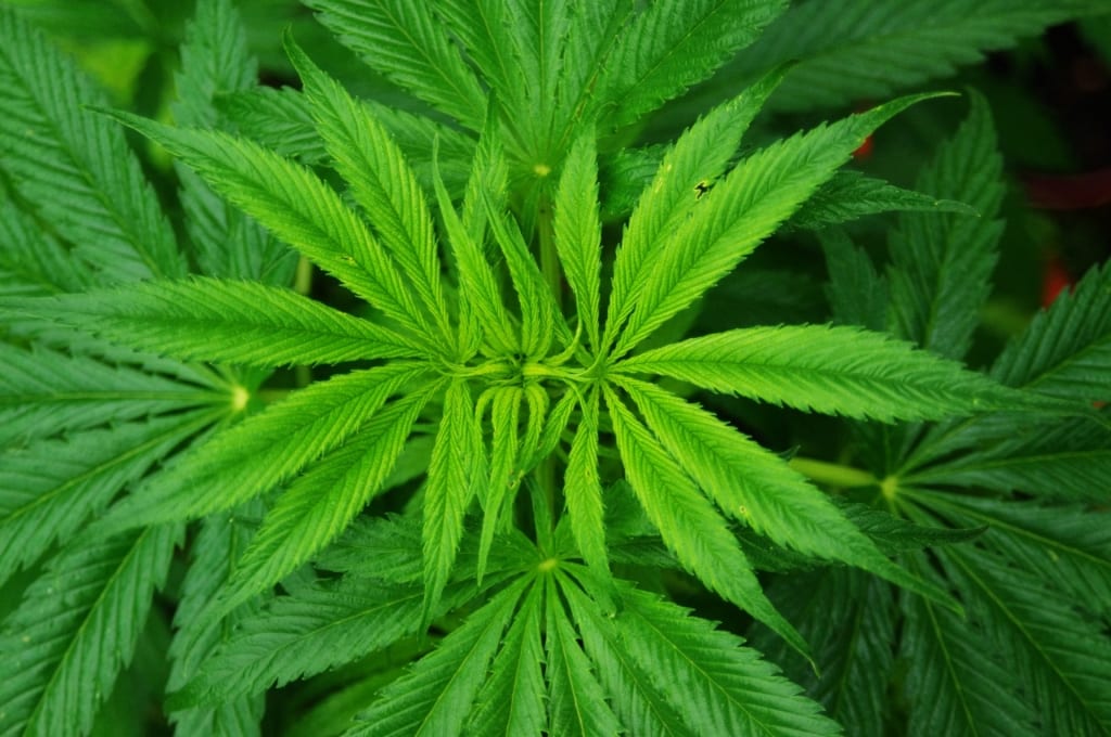 marijuana plant 2