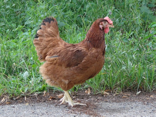 Veterinarian group opposes Question 3