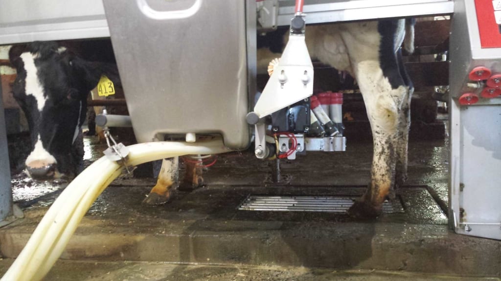 The milking robot attaches itself to a cow's teats.