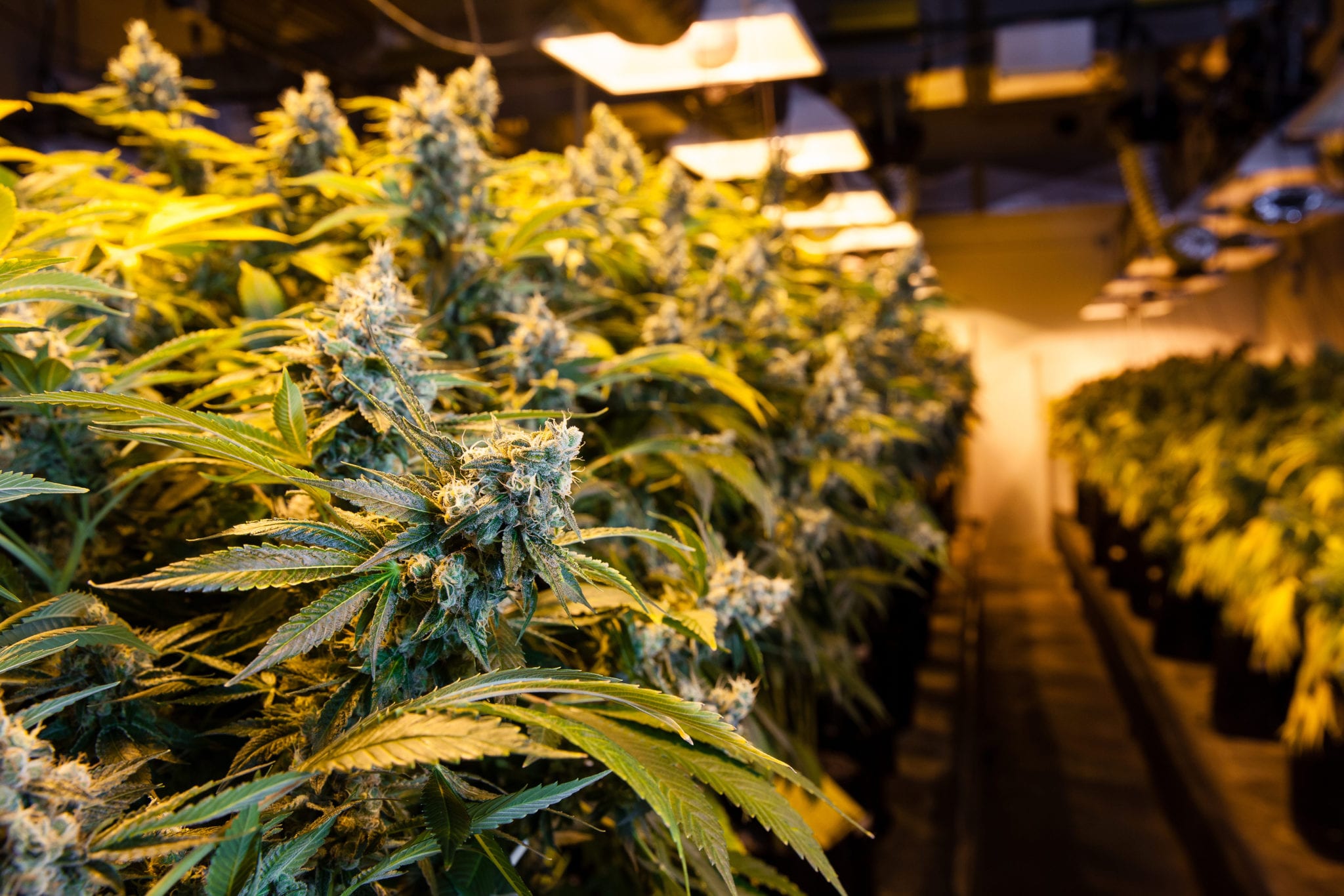 US attorney threatens state’s pot industry