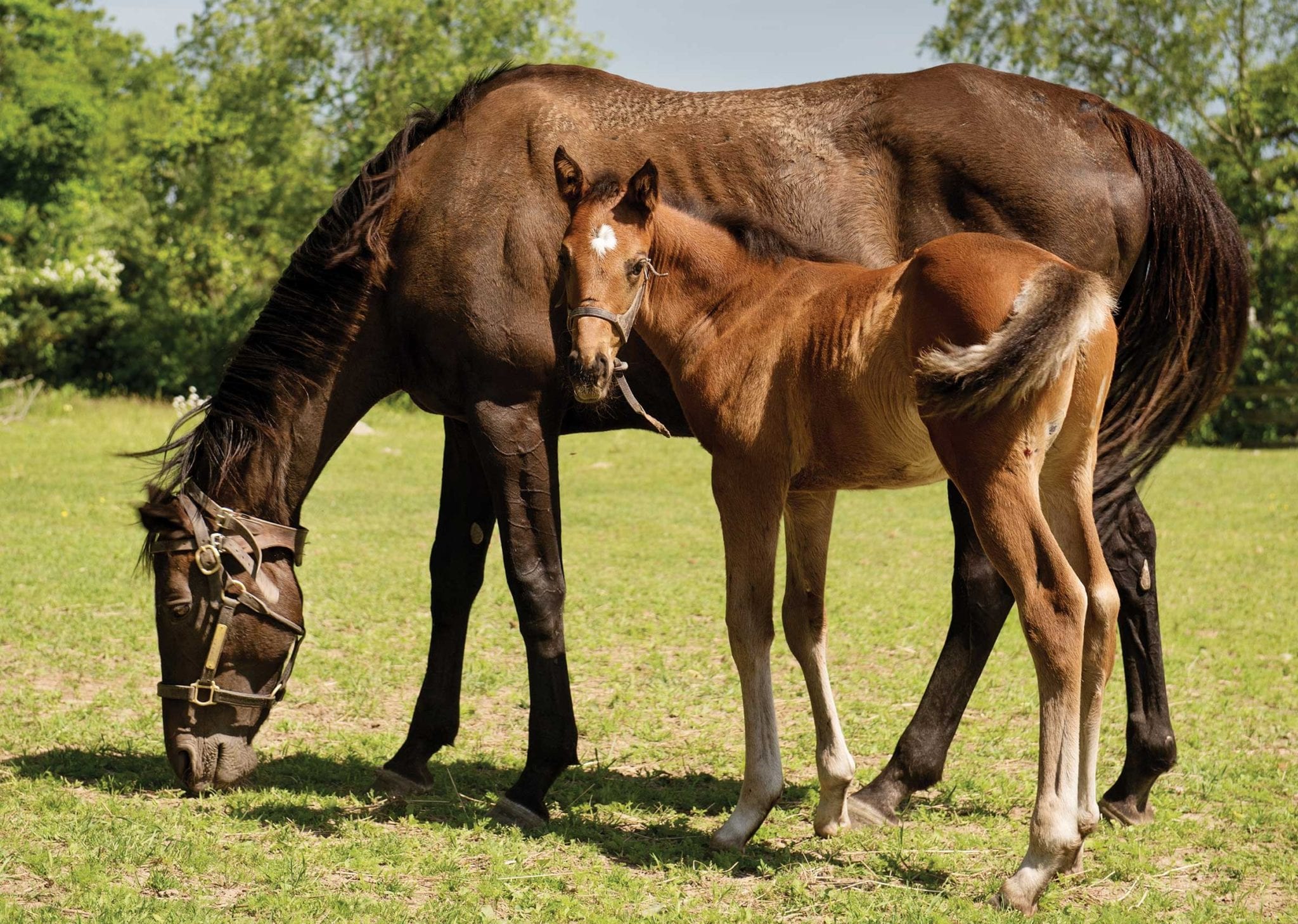 Are thoroughbreds a good bet for the state?
