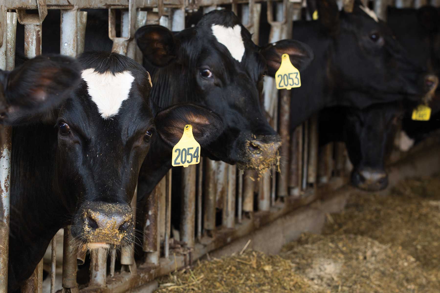 How now cow power?