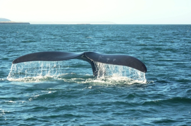 Remember the right whales with a special day