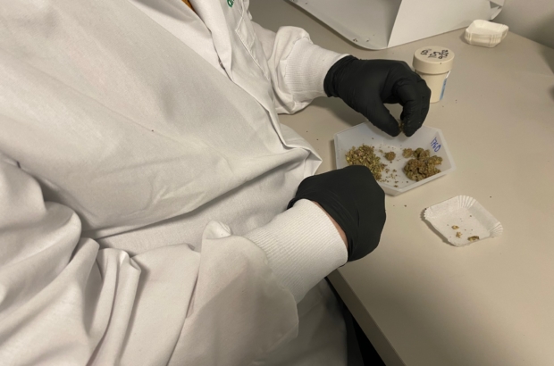 A marijuana sample is prepared for testing at Analytics Labs in Holyoke on November 30, 2022. (Photo by Shira Schoenberg)
